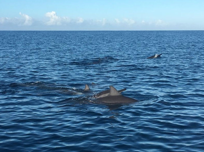 Delfine auf Mauritius - gefuehrte Tour mit "The friendly Dodo"